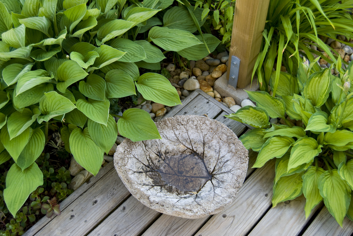 Hostas-leaves-near-deck