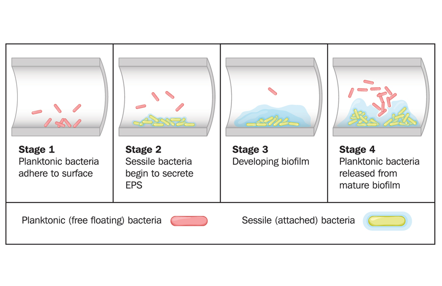 biofilm-formation-stages