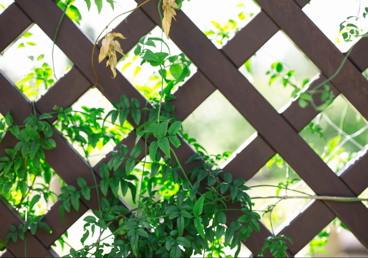 Wood lattice fence with climbing vines growing through the openings for added privacy