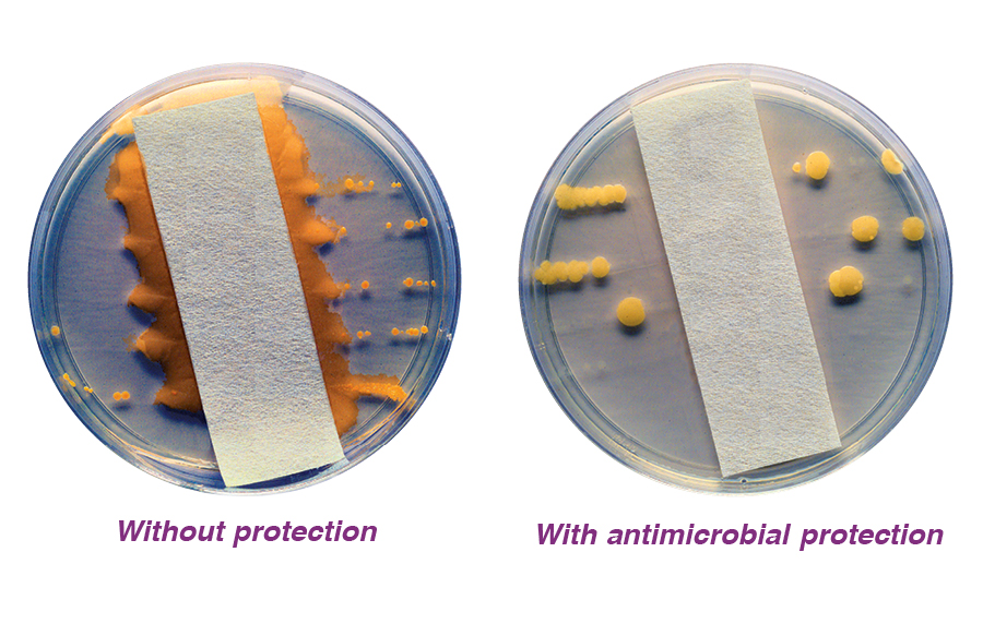 petri-dishes-bacteria-growth